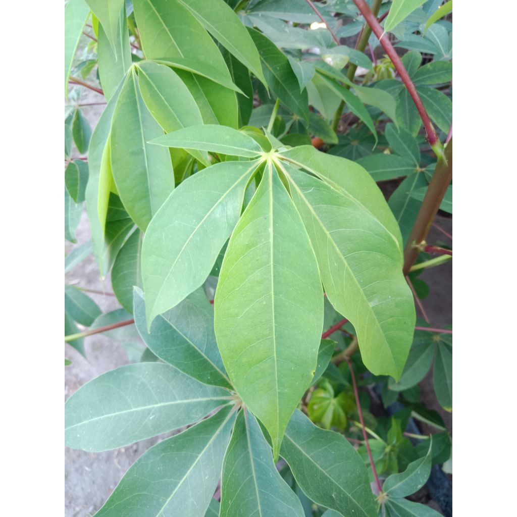 

daun randu/daun kapuk/per tangkai/samsulherbal1