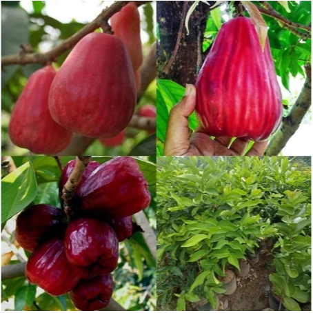 Bibit Tanaman  Jambu Jamaika  / Jambu Bol Okulasi - Cepat Berbuah-Bisa Tabulampot Alam Hijau Asri