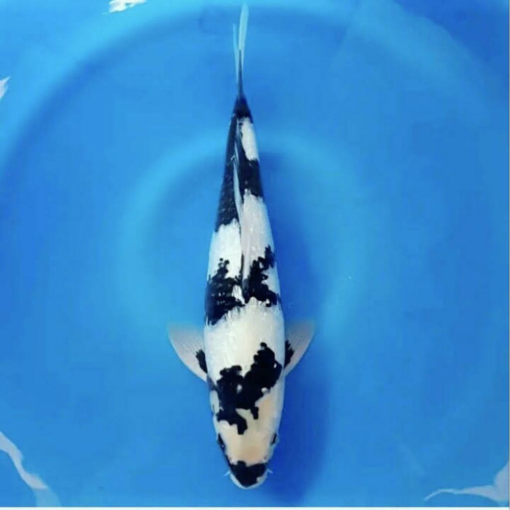 Koi Shiro Utsuri koi Blitar 28-30cm
