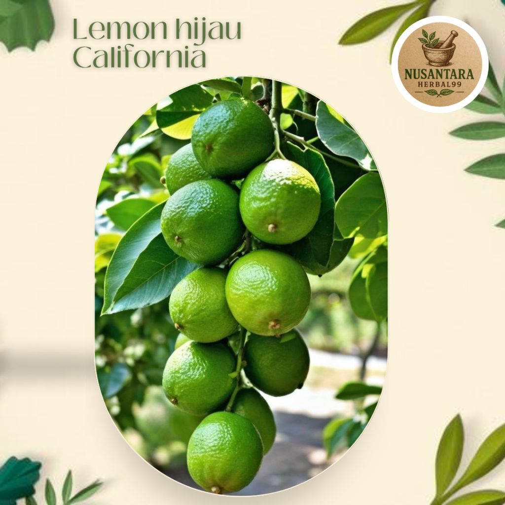 

Jeruk Lemon California Hijau Fresh 500gram