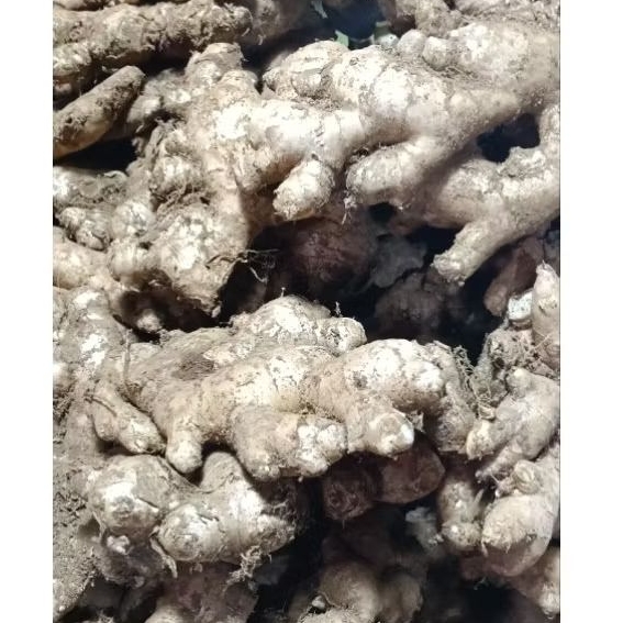 

jahe segar,jahe bumbu dapur