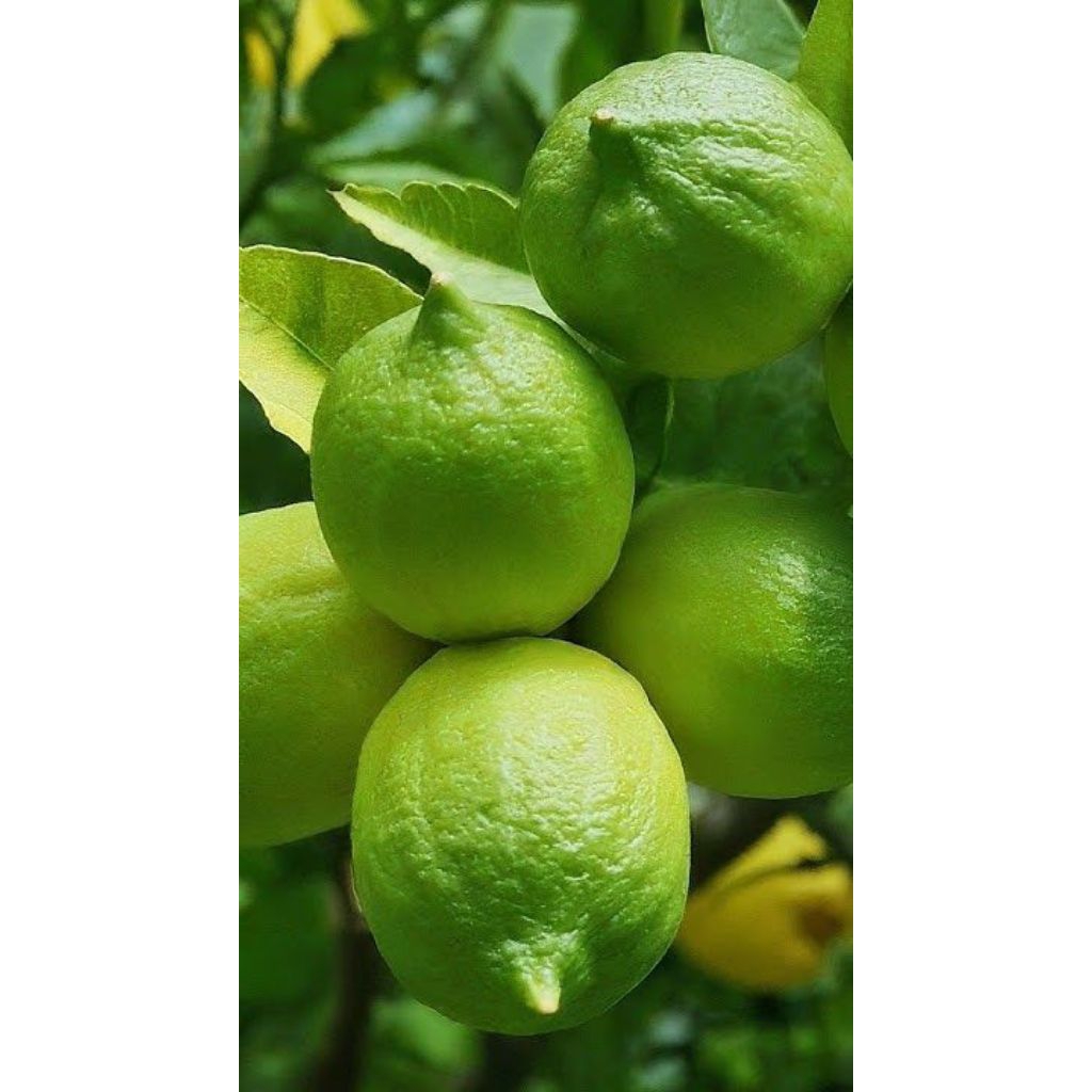 

Jeruk Lemon California Hijau segar 1 kg