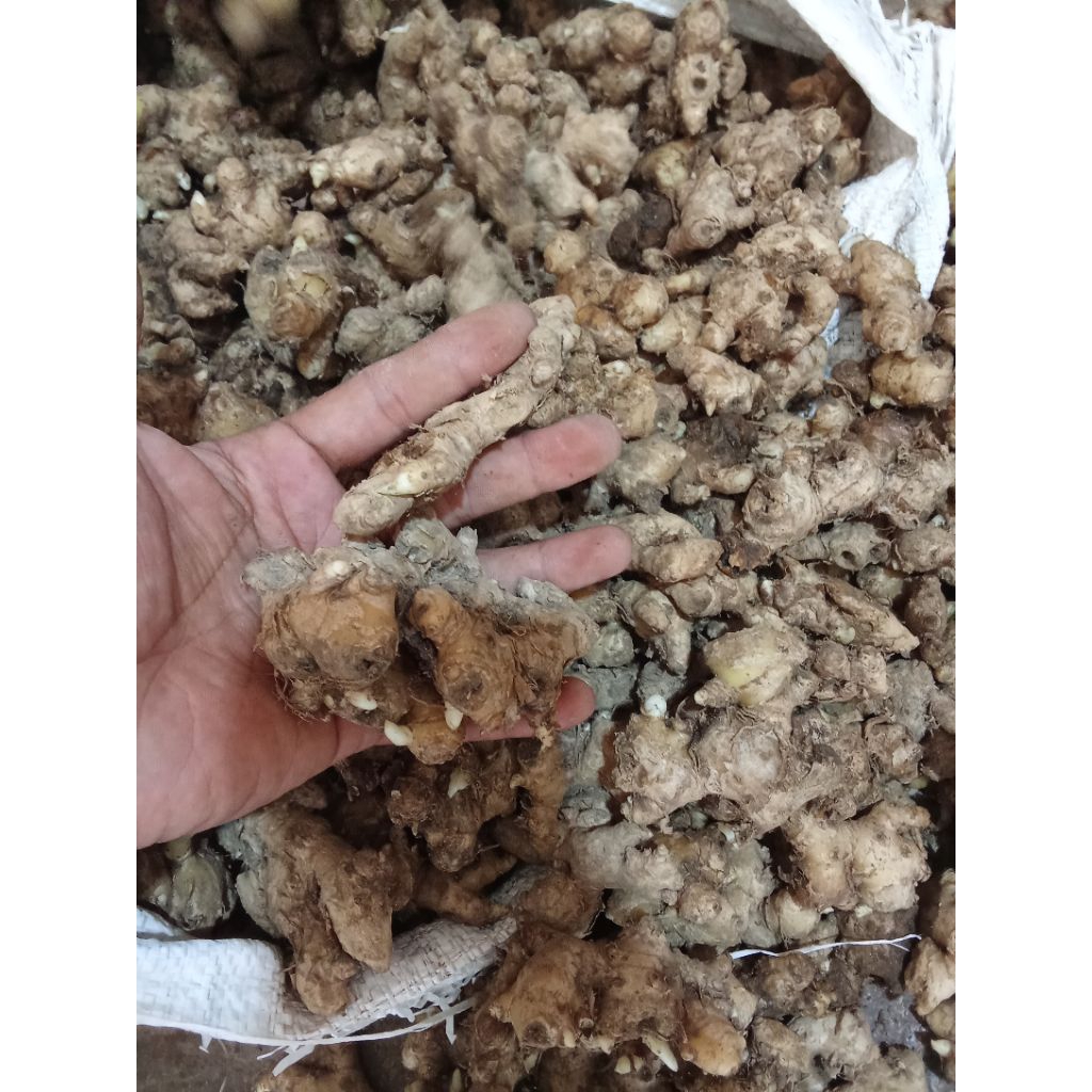 

JAHE BAHENG/JAHE PRAKIS CANTIK SEGER FREES