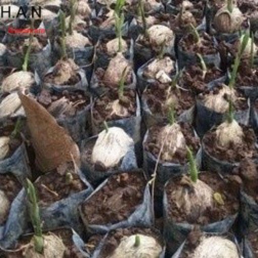 10 bibit kecambah pinang betara asli