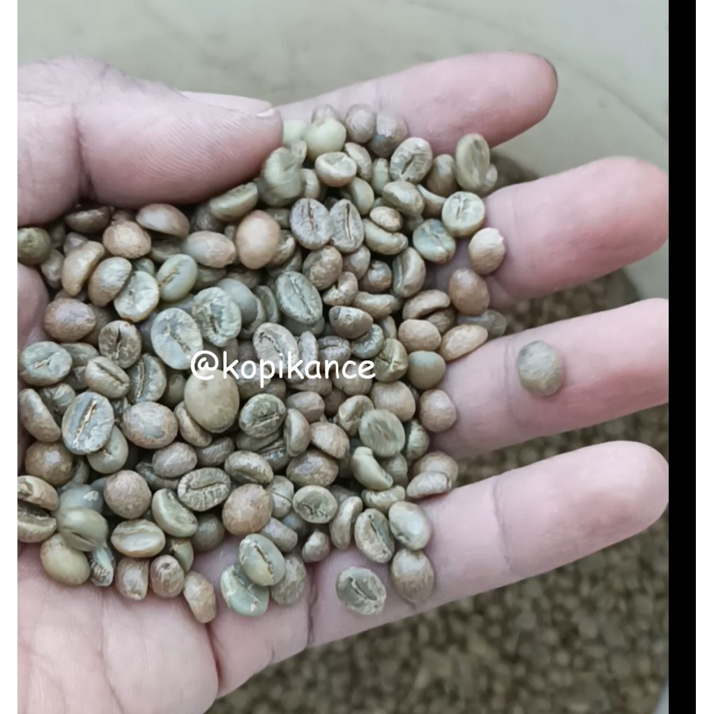 

biji kopi mentah robusta petik merah