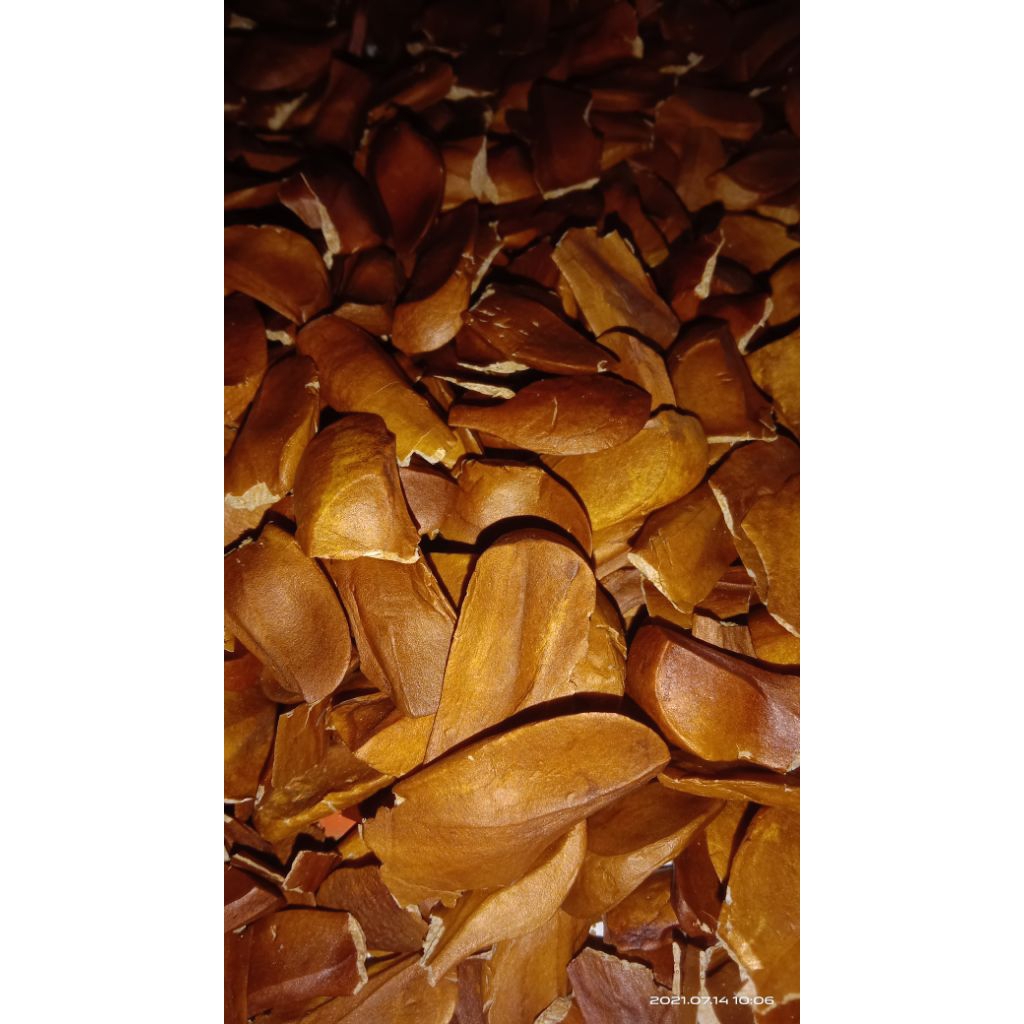 

COD READY Biji Mahoni Kering PREMIUM isi 500gr