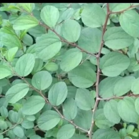 

❤ READY ❤ Daun Bidara Segar 1 Paket Dapat 10 Lembar