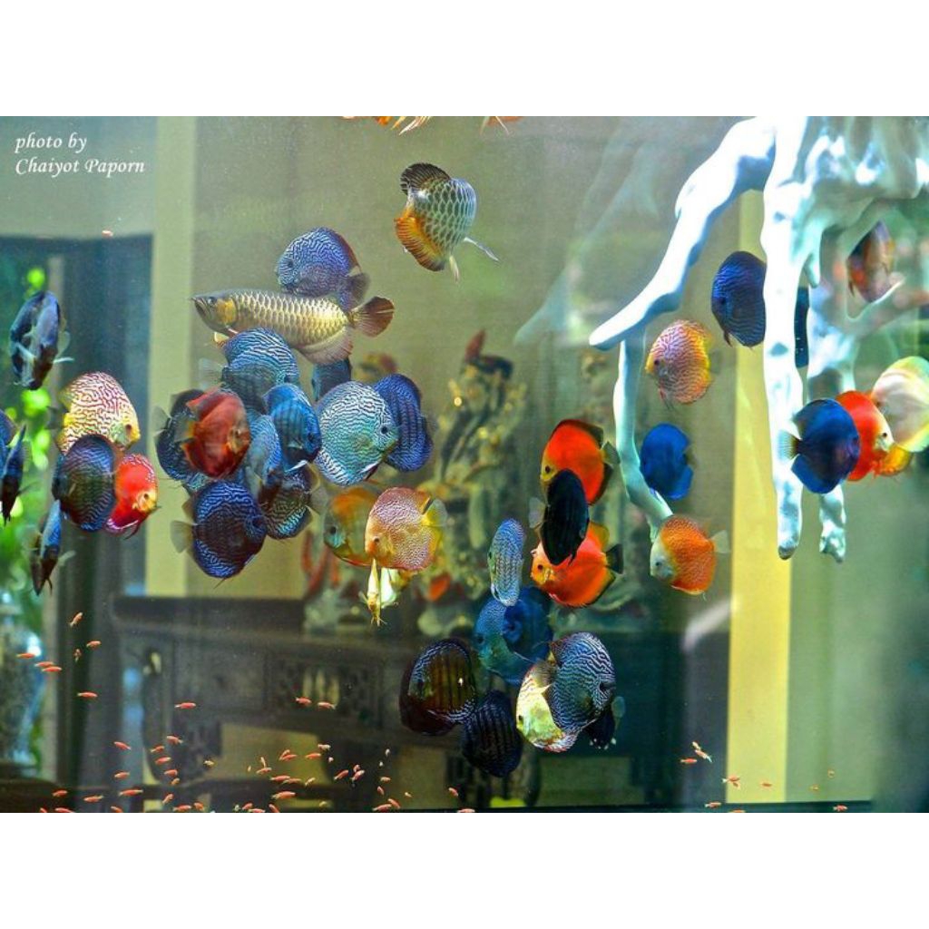 PAKET DISCUS -+1.5INCH 10 EKOR MIX RANDOM