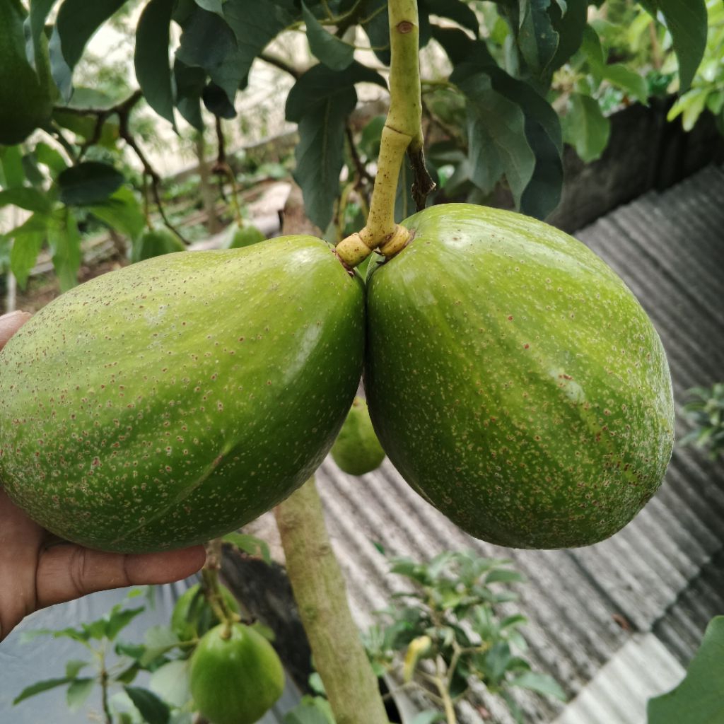

Buah alpukat siger, aligator