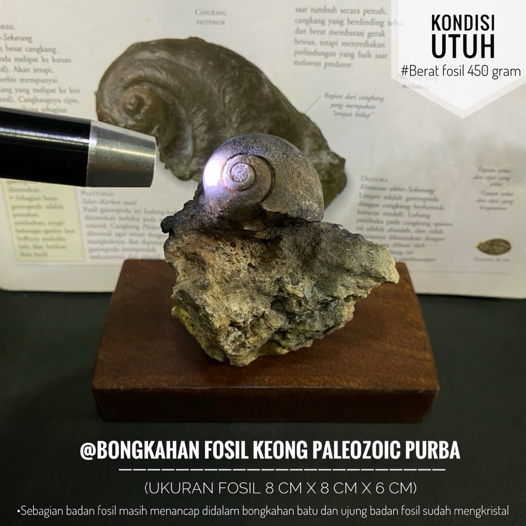 Bongkahan Fosil Keong Paleozoic Purba atau Fossil Snail atau Fosil Gastropoda atau Fosil Kol Buntet 
