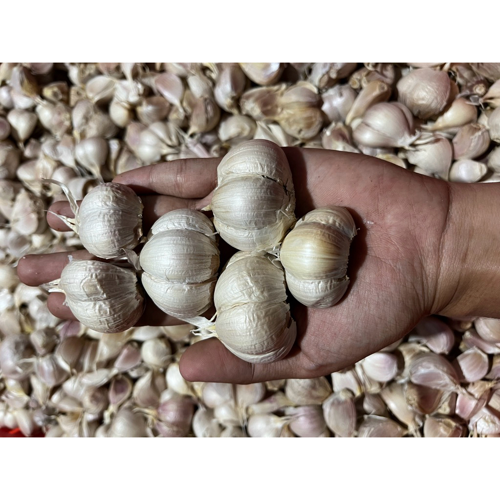 

bawang kating ukuran sedang - besar bersih tanpa bonggol