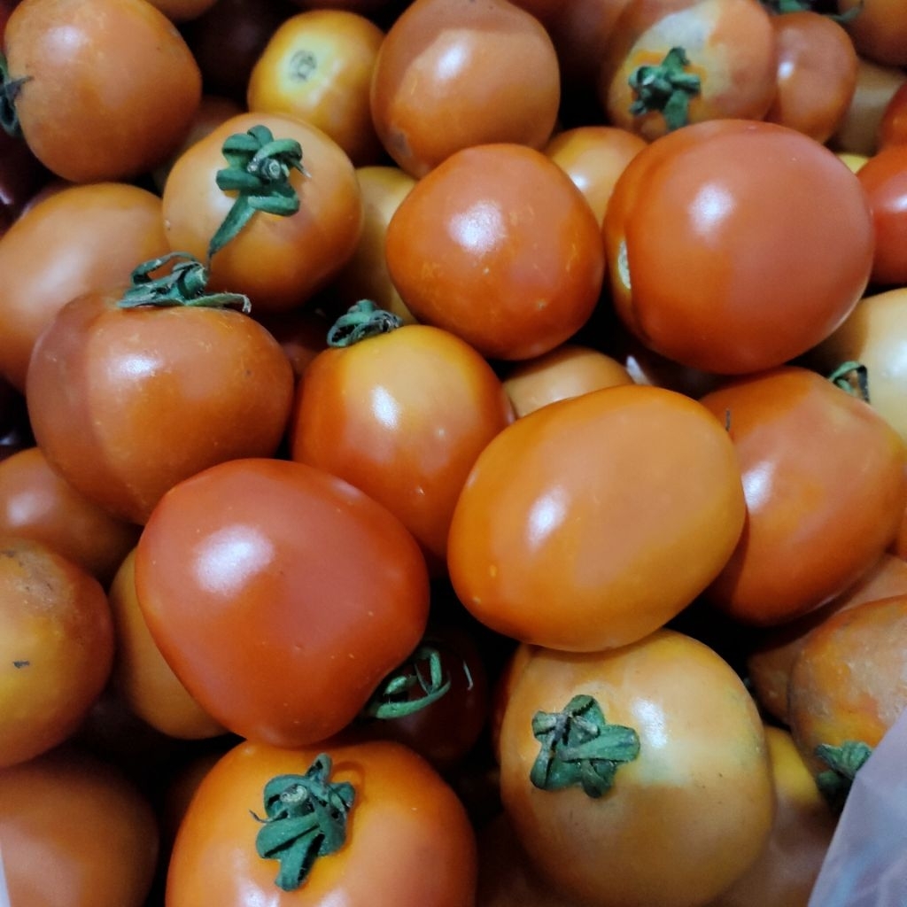 

Tomat Merah 500 Gr Asli Panen Probolinggo