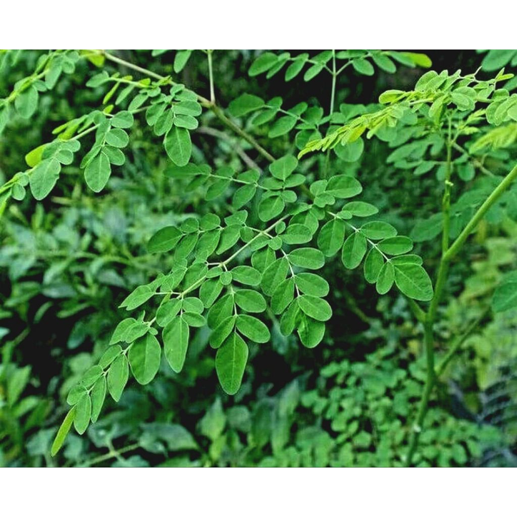 

daun kelor segar /ikat