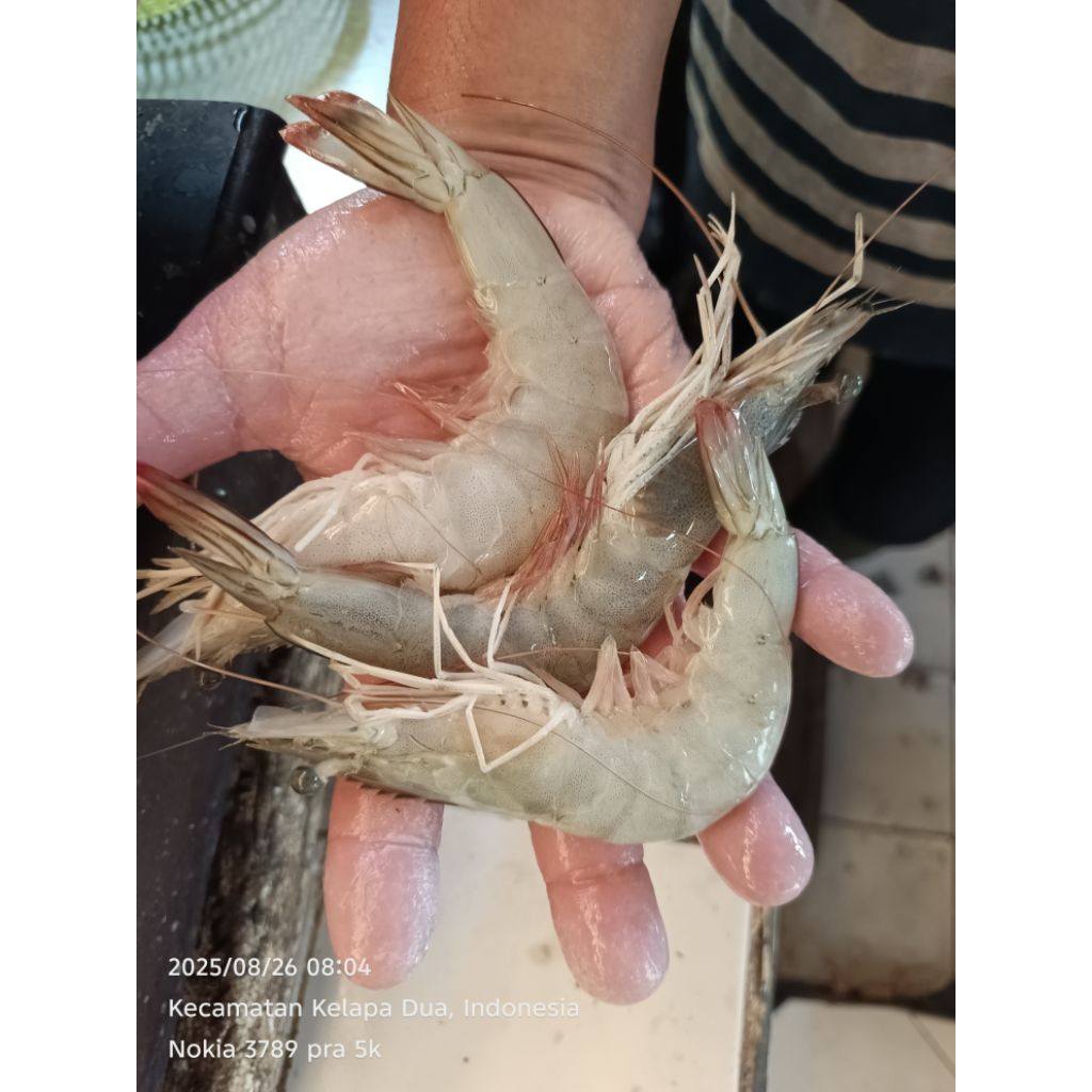 

Udang Peci size 30/35