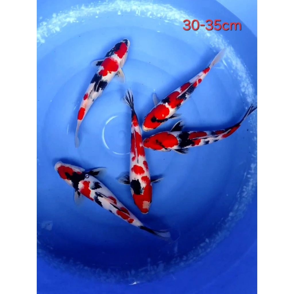 Ikan Koi Blitar Showa Sanshoku size 30-33cm (satuan)