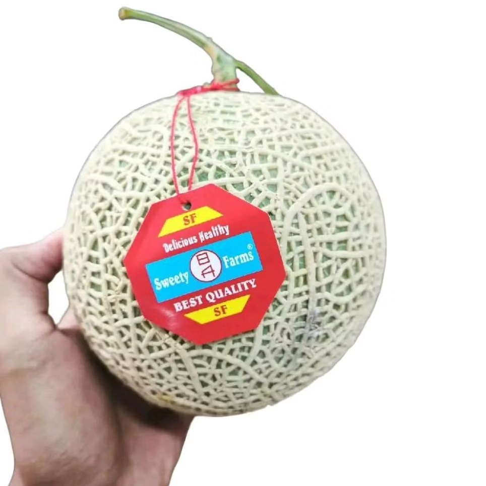

Buah melon sweet farms best quality super 1 pcs
