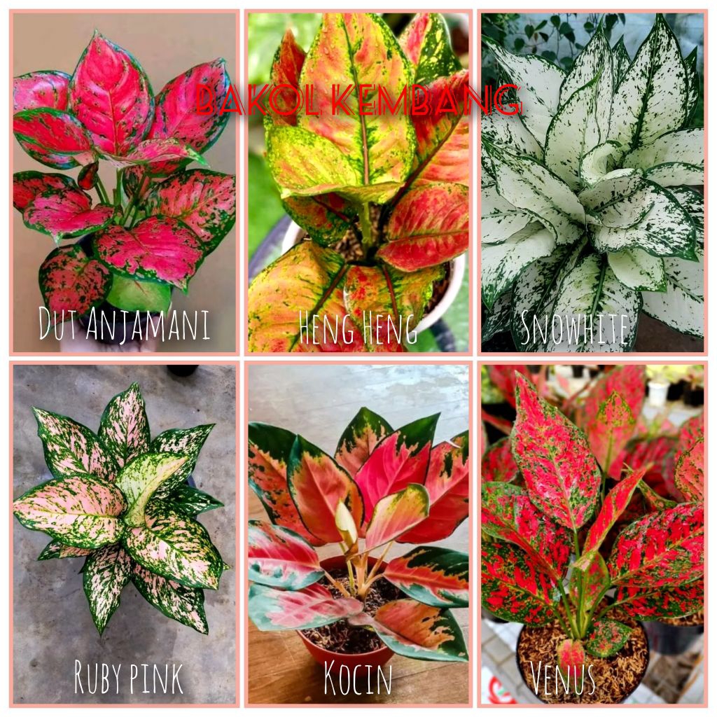 bunga aglonema Paket 6 Jenis