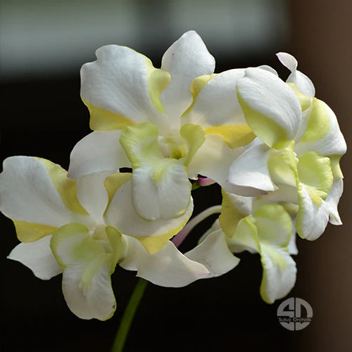 ANGGREK ASTUTI [EWG] | Dendrobium Erawan Green - Medium Plant | Kelopak Besar Hijau Putih