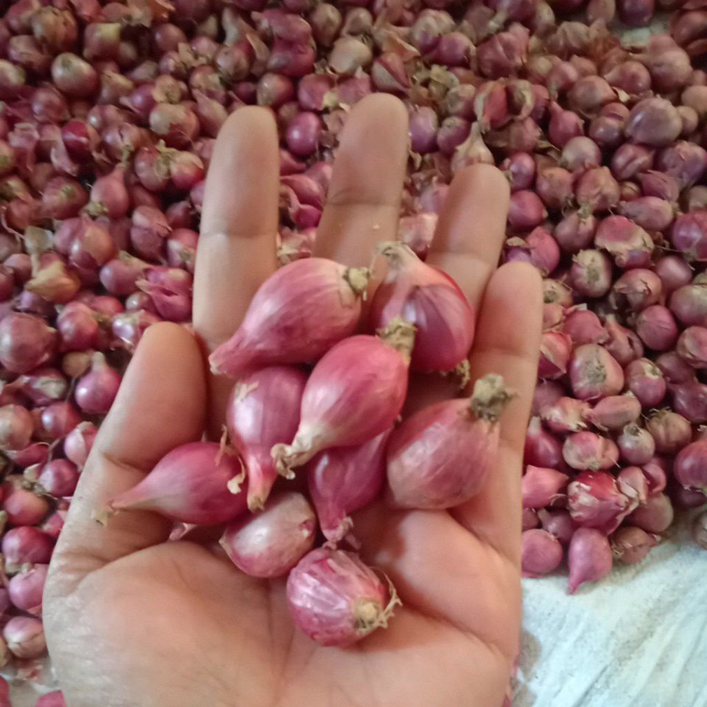 

Bawang merah ukuran Tanggung kecil