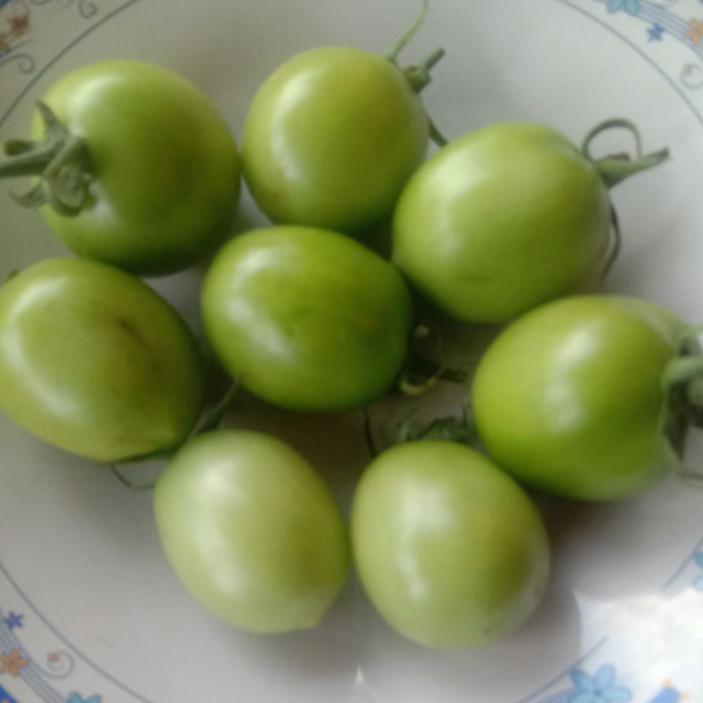 

1 Kilo Tomat ijo Kecil Fresh Baru Petik