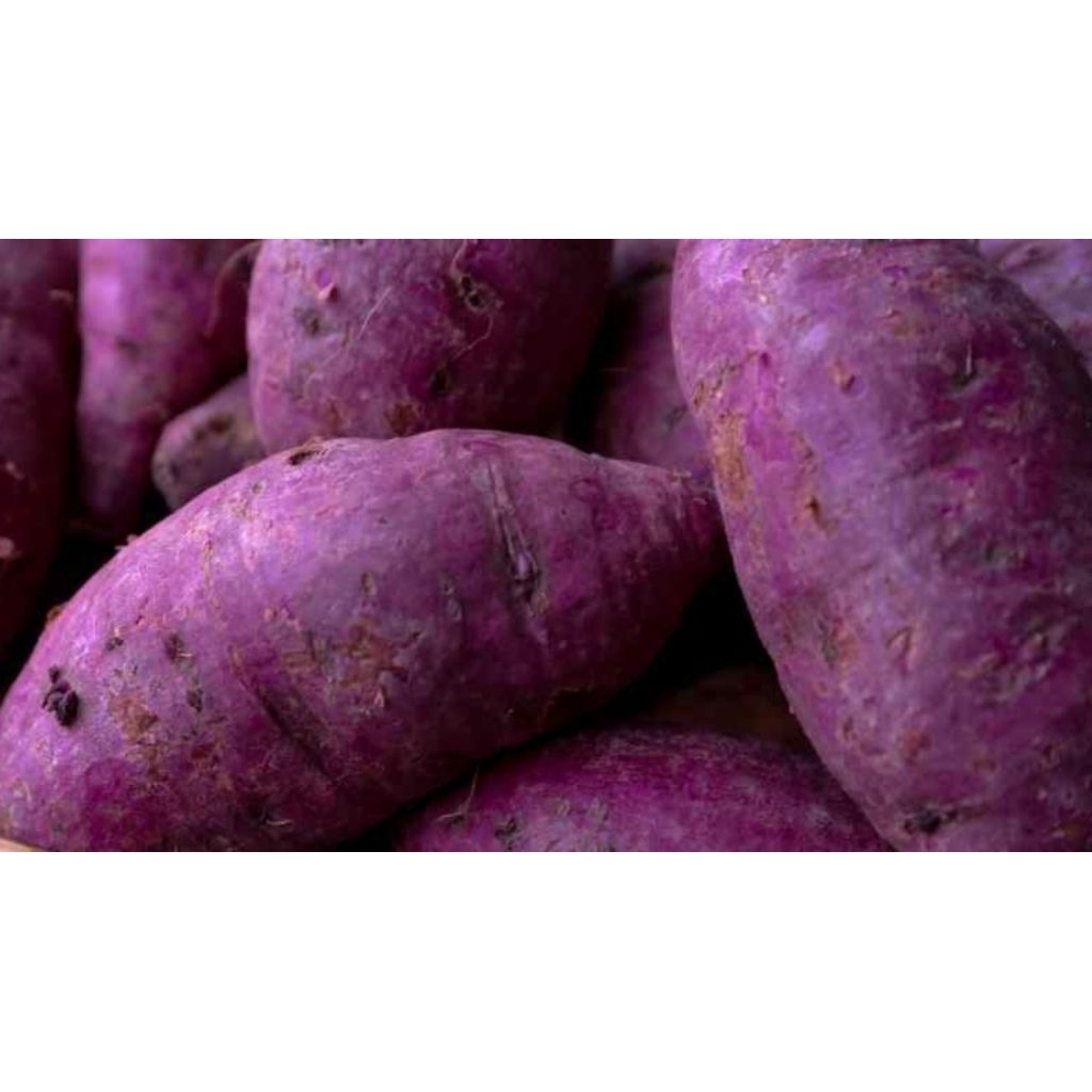 

Termurah Terpulen UBI UNGU/UBI JALAR (COD) 2KG