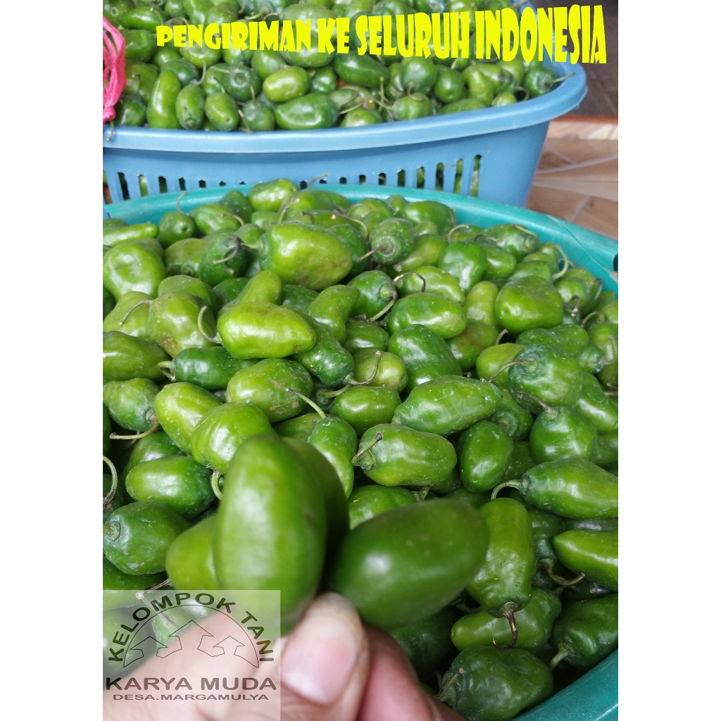 

CABAI GENDOT STANDAR KECIL CABAI PEDAS