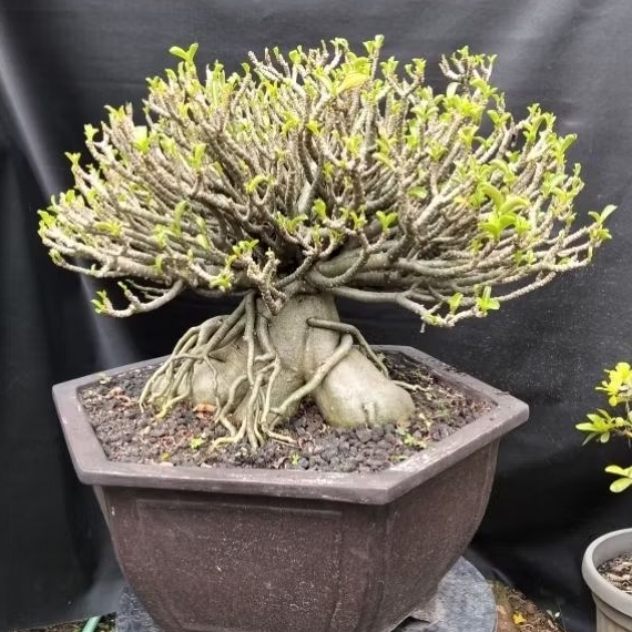 Adenium Cabser Spesial Kolektor Size L