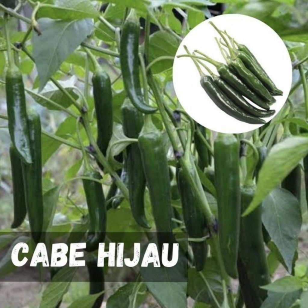Benih Cabe Hijau Besar (100 Butir)