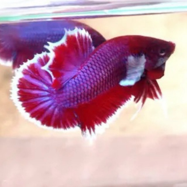 HIASAN AQUARIUM IKAN CUPANG PLAKAT BIG EAR SIZE M