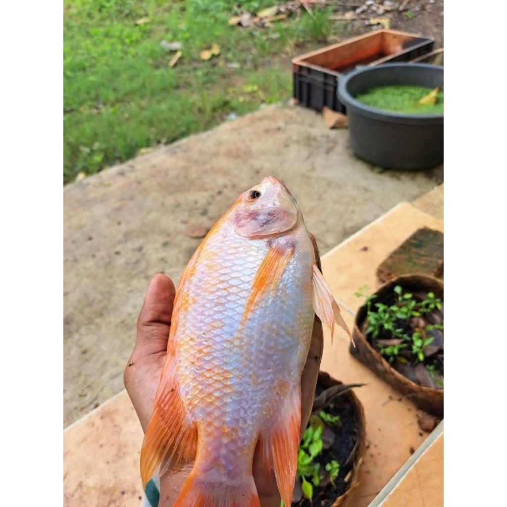 

Ikan Nila segar 1kg