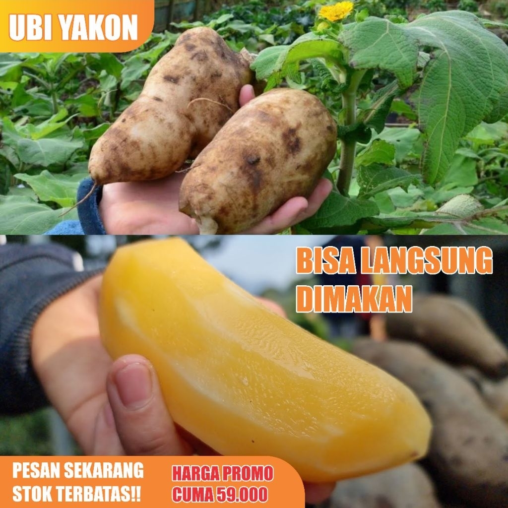 

Ubi Yakon Super Asli Wonosobo Langsung Dari Petani Wonosobo Setengah Kg
