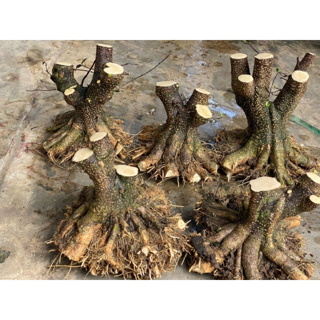 bahan bonsai anting putri prokar jumbo