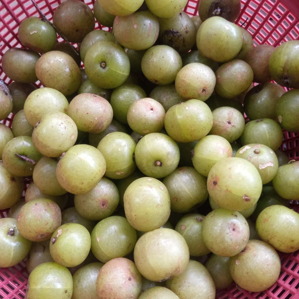 

buah malaka segar 1 kg