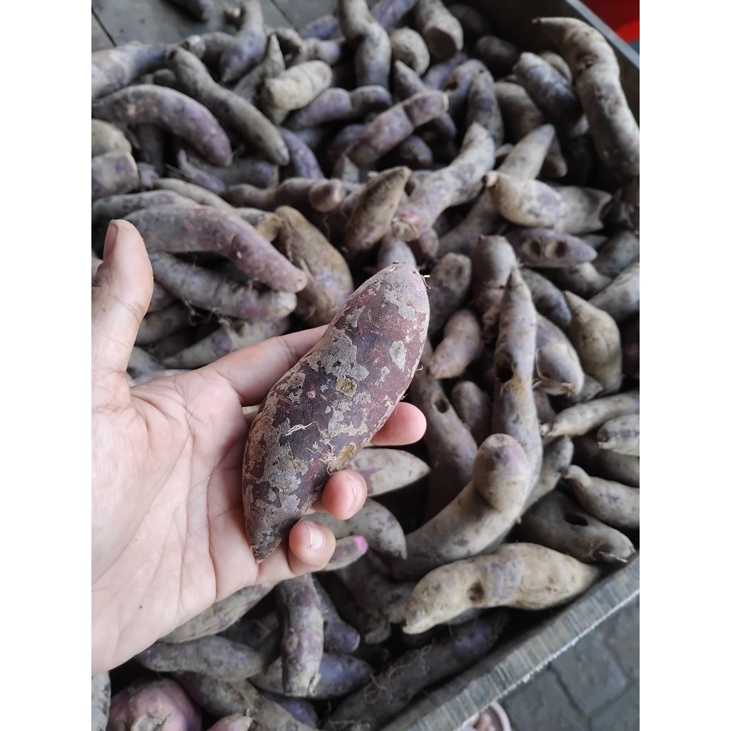 

ubi jalar ungu