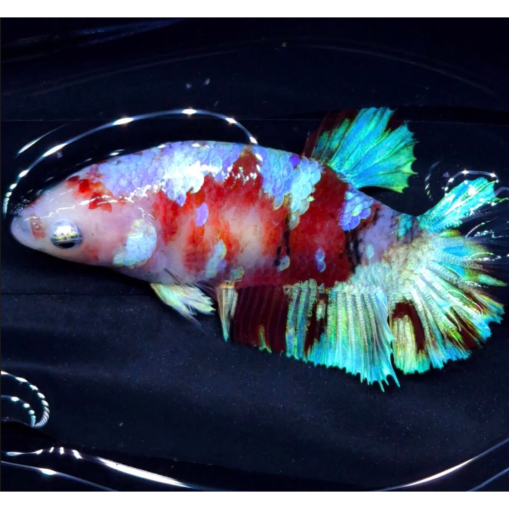 Ikan hias Cupang Betina Barongsai Sehat dan bagus