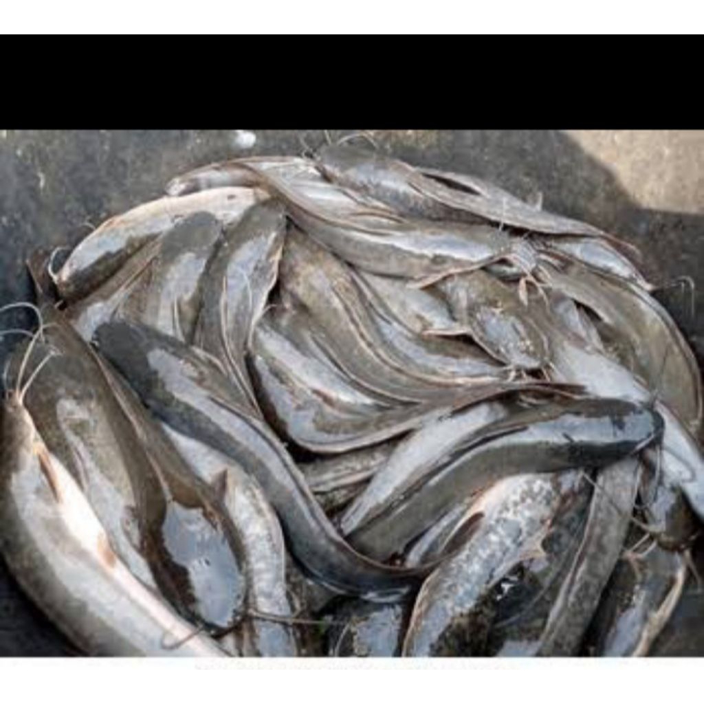 

IKAN LELE FRESH 1 KG DAN 1/2 KG
