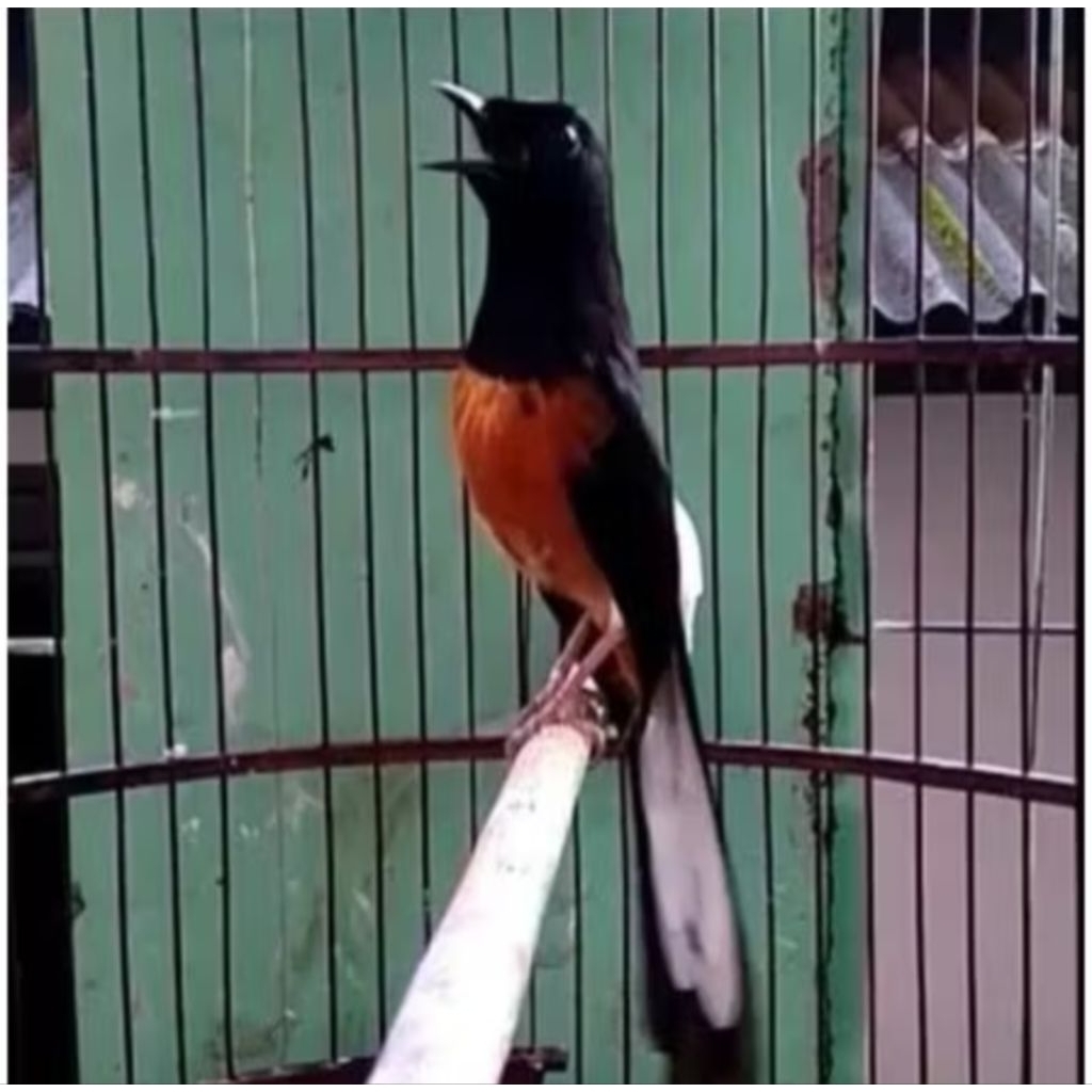 

telur fertil murai batu indukan prestasi siap tetas garansi