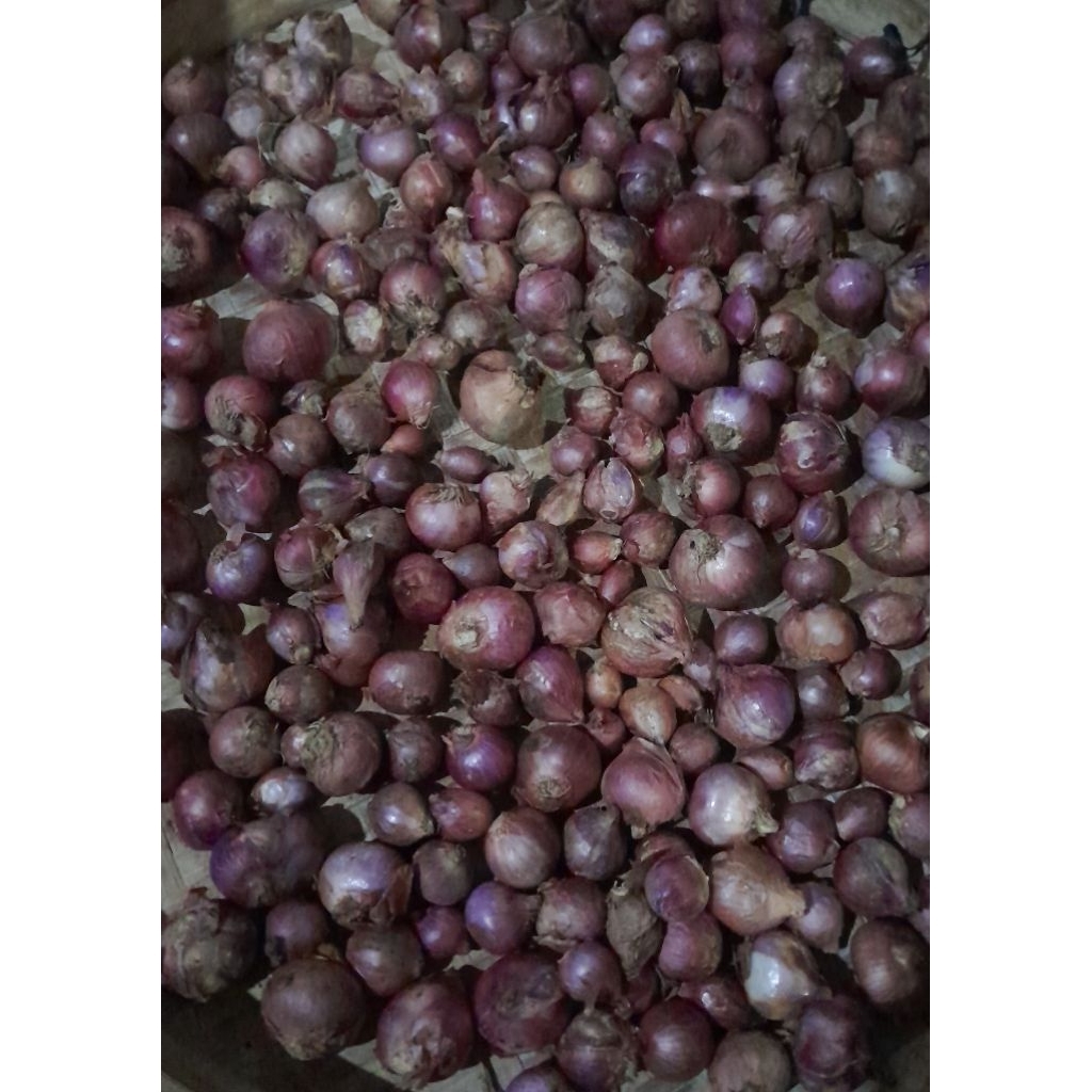 

bawang merah batu