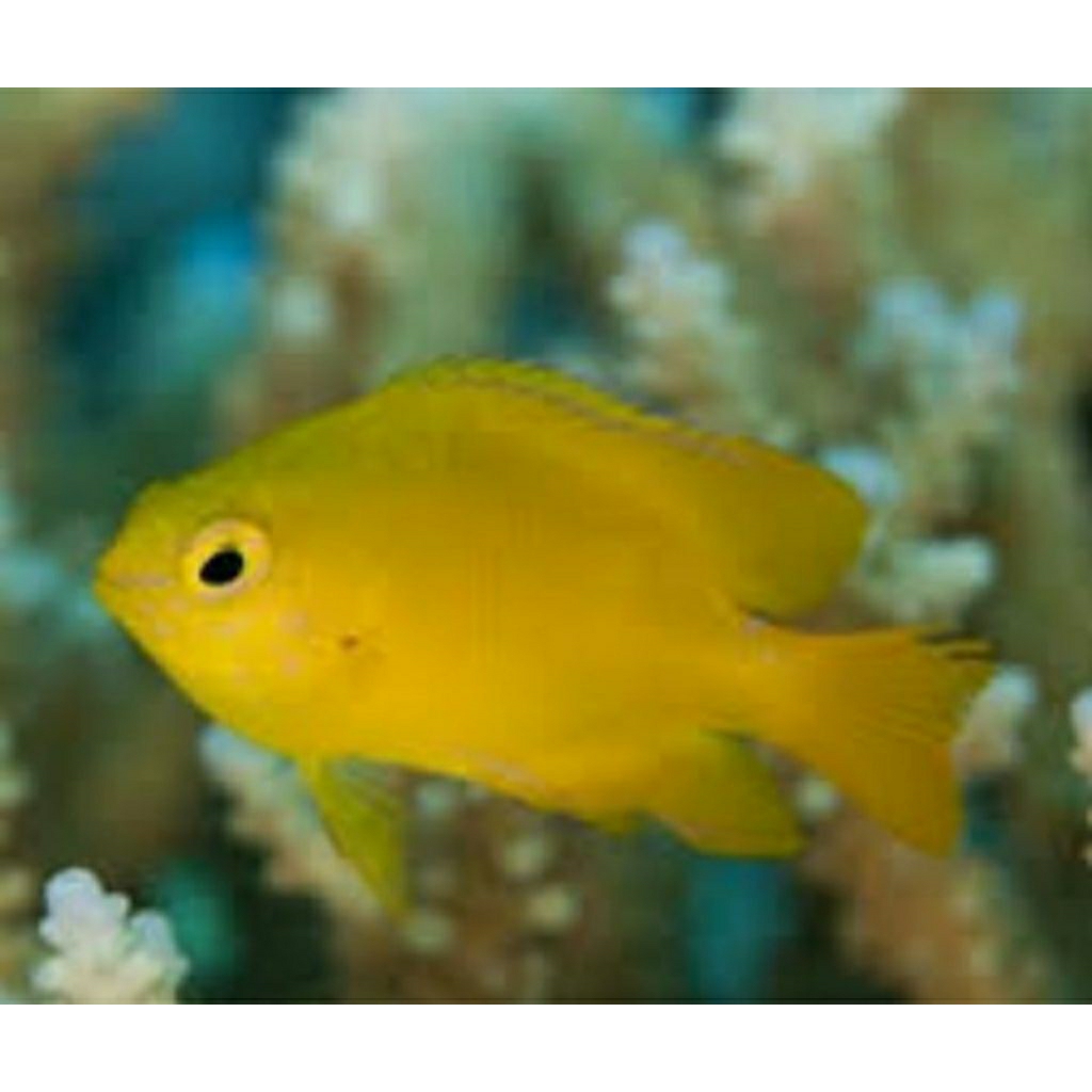 

IKAN HIAS LAUT BETOK KUNING