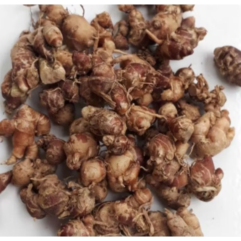 

kencur/cikur 100gr,