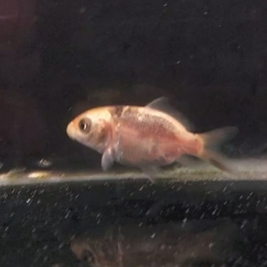 Koi Short Body Golden Matsuba Rare Item