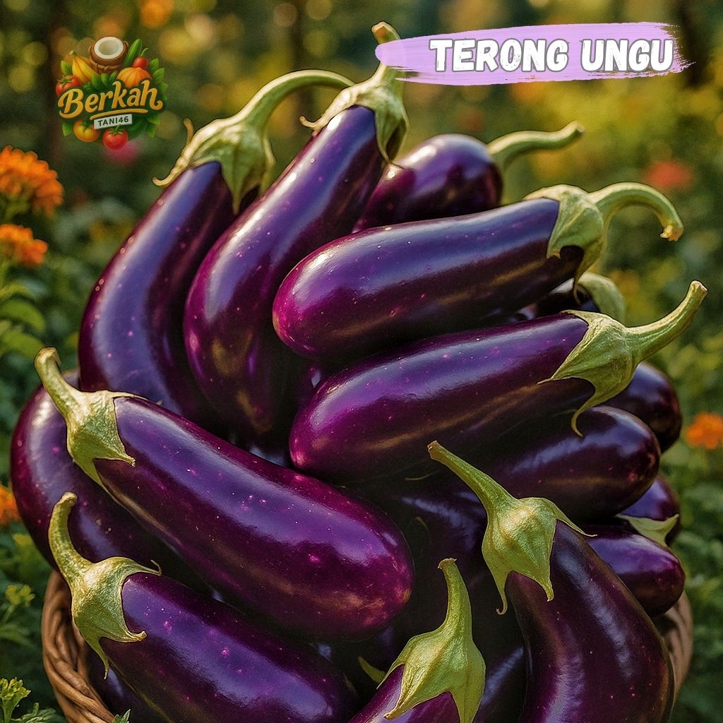 

Terong ungu fresh order masuk baru petik.