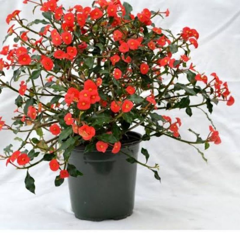 Tanaman Euphorbia Tanpa Duri (bunga vegetasi) / Euphorbia