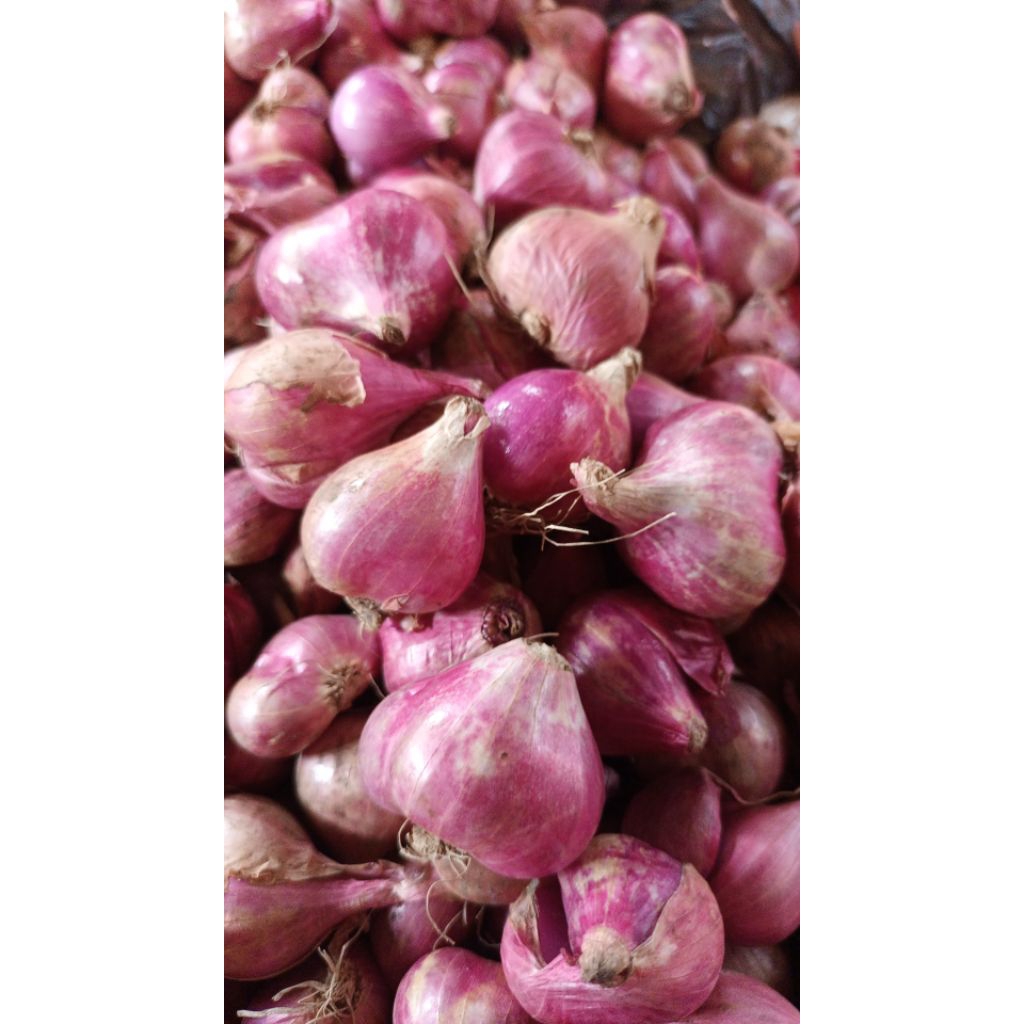 

bawang merah kering 1kilo besar