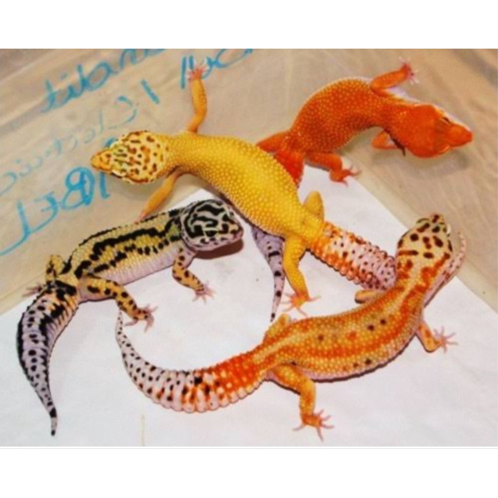 mainan anak leopart gecko adult data lengkap