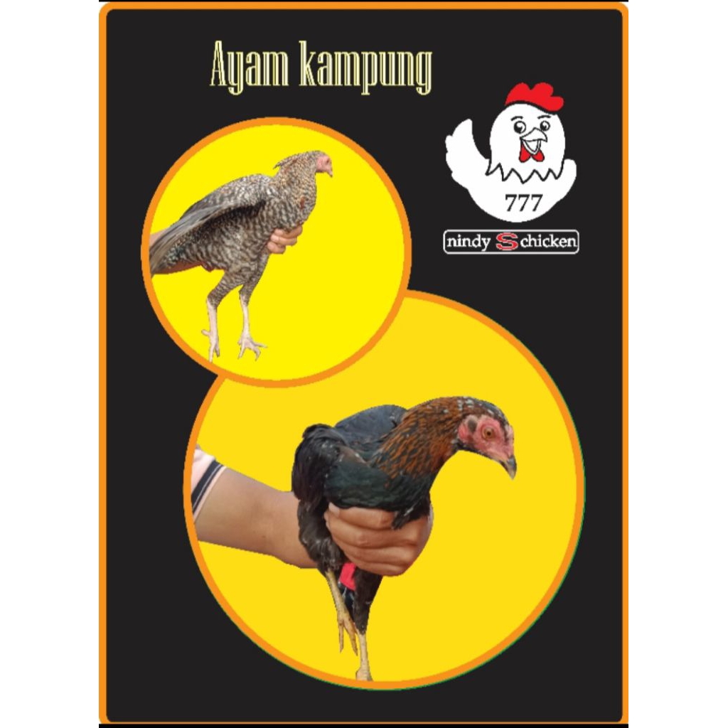 Ayam kampung hidup