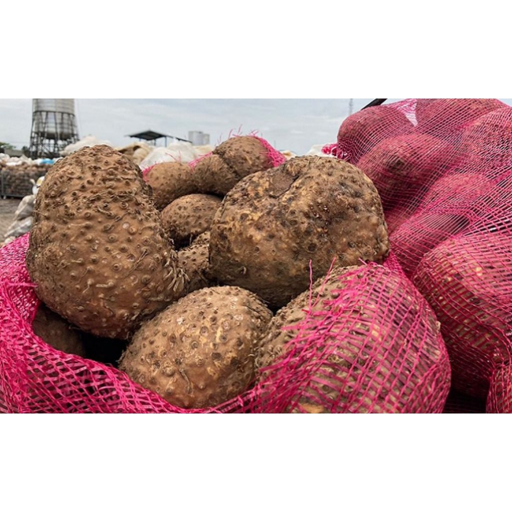 

UMBI PORANG || OBAT HERBAL ALAMI