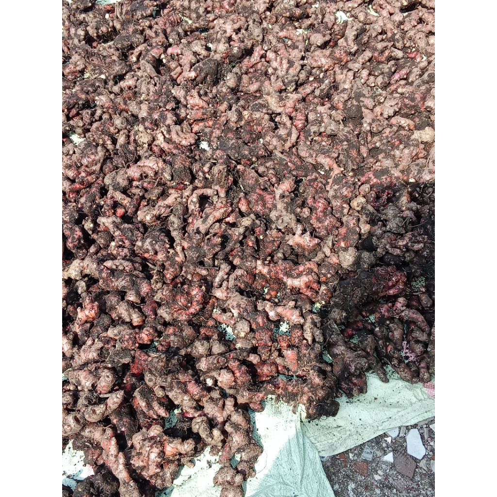

JAHE MERAH SEGER CANTIK FREES PER 500G