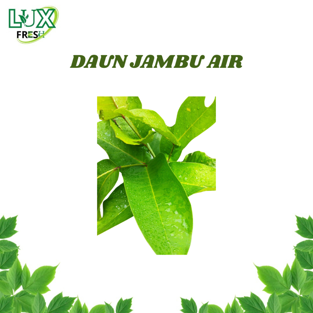 

DAUN JAMBU AIR COA+ BEBAS PEPSTISIDA BEST SELLER