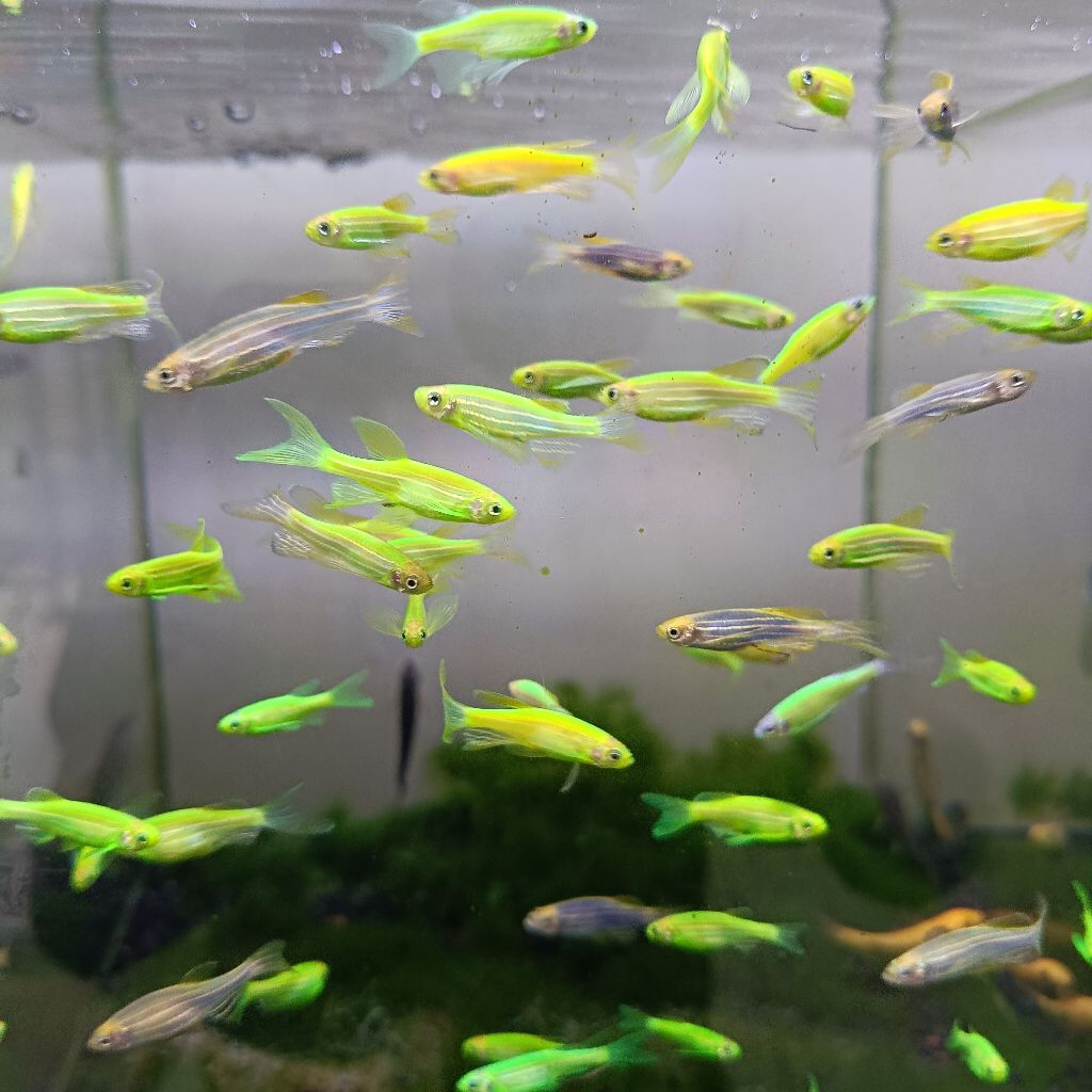 Ikan hias danio slayer hijau